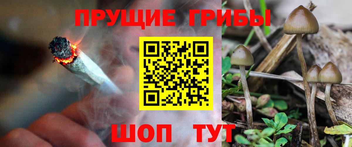 Галлюциногенные грибы Psilocybine cubensis Томск